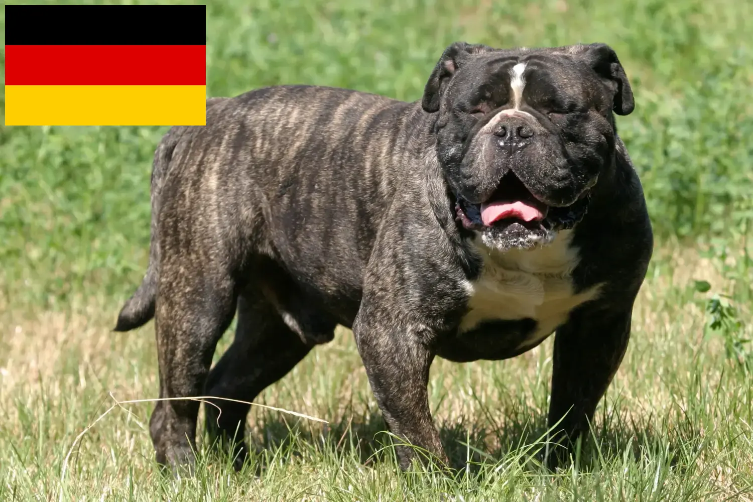 Olde Inglés Bulldog cachorros y criadores Alemania Aquí puede encontrar criadores de Bulldog Inglés Antiguo en Alemania.