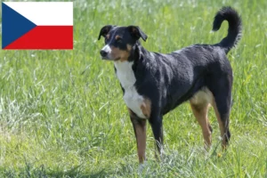Lee más sobre el artículo Criador de Perros de Montaña de Appenzell y Cachorros en la República Checa