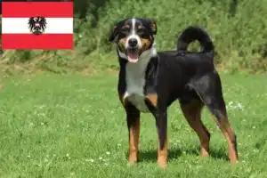 Lee más sobre el artículo Criadores de Perros de Montaña de Appenzell y Cachorros en Austria