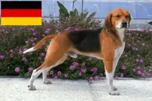 Lee más sobre el artículo Criadores de Beagle Harrier y cachorros en Alemania