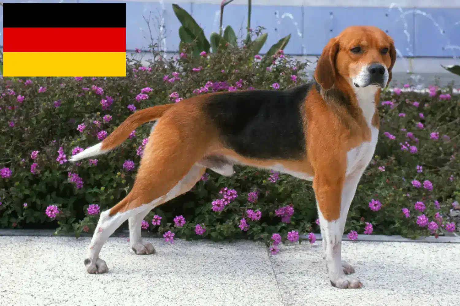 Beagle Harrier cachorros y criadores Alemania Aquí puedes encontrar criadores de Beagle Harrier en Alemania.