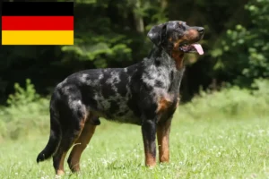 Lee más sobre el artículo Beauceron criadores y cachorros en Alemania