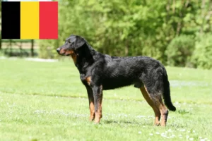 Lee más sobre el artículo Criadores de Beauceron y cachorros en Bélgica
