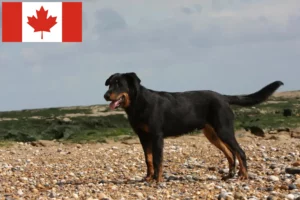 Lee más sobre el artículo Beauceron criadores y cachorros en Canadá