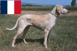 Lee más sobre el artículo Criadores de Billy y cachorros en Francia