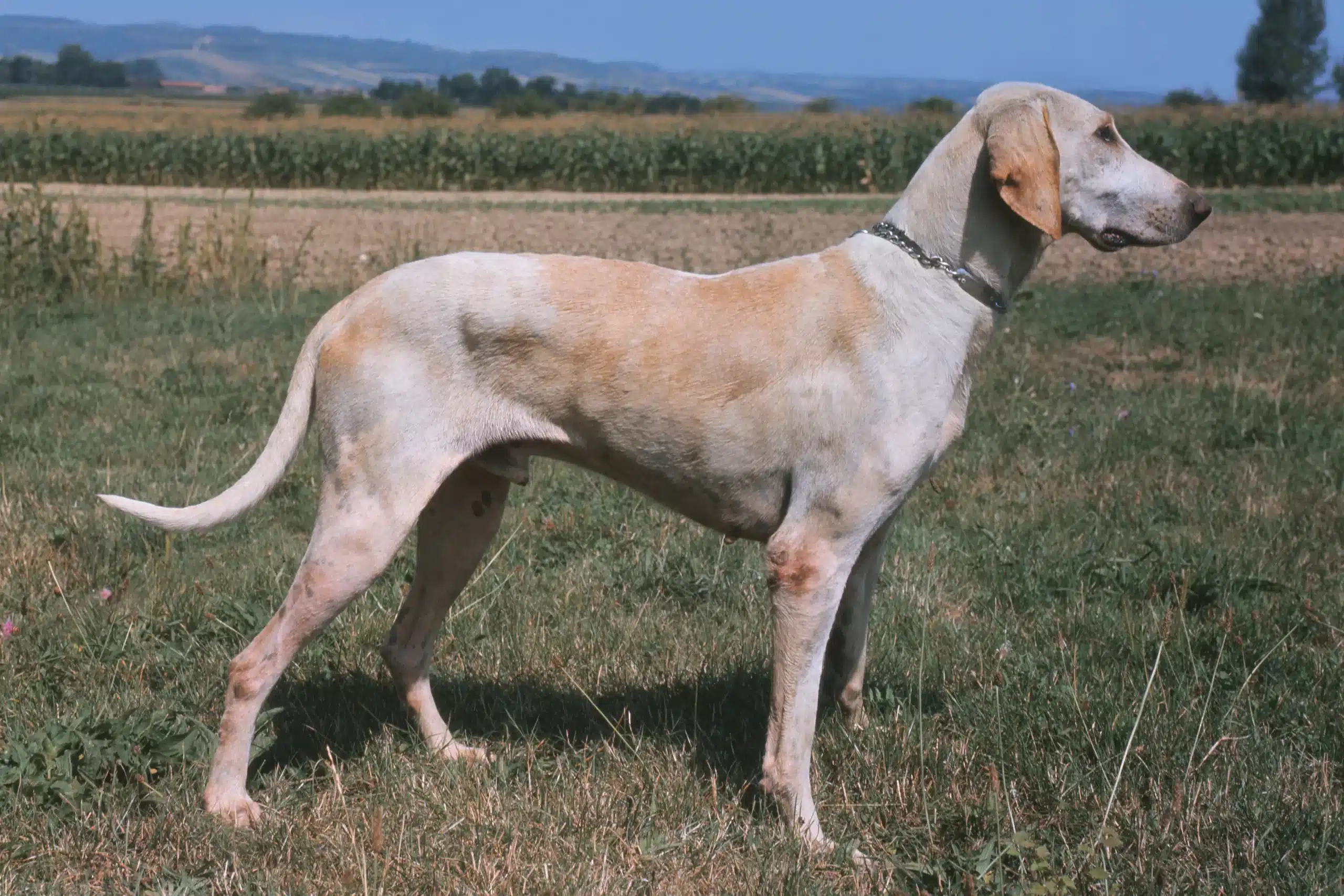 Lee más sobre el artículo Billy criador