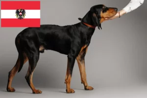 Lee más sobre el artículo Black and Tan Coonhound criadores y cachorros en Austria