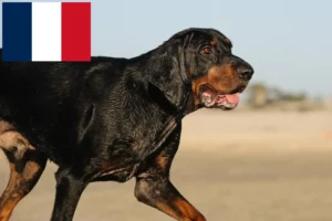 Lee más sobre el artículo Criadores y cachorros de Black and Tan Coonhound en Francia
