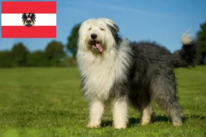 Lee más sobre el artículo Criadores de Bobtail y cachorros en Austria