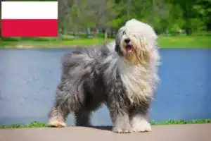 Lee más sobre el artículo Criadores y cachorros de Bobtail en Polonia