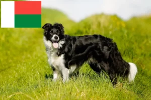 Lee más sobre el artículo Criadores de Border Collie y cachorros en Madagascar