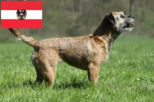 Lee más sobre el artículo Criadores y cachorros de Border Terrier en Austria