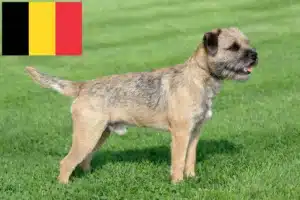 Lee más sobre el artículo Criadores y cachorros de Border Terrier en Bélgica
