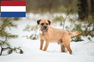 Lee más sobre el artículo Criadores y cachorros de Border Terrier en los Países Bajos
