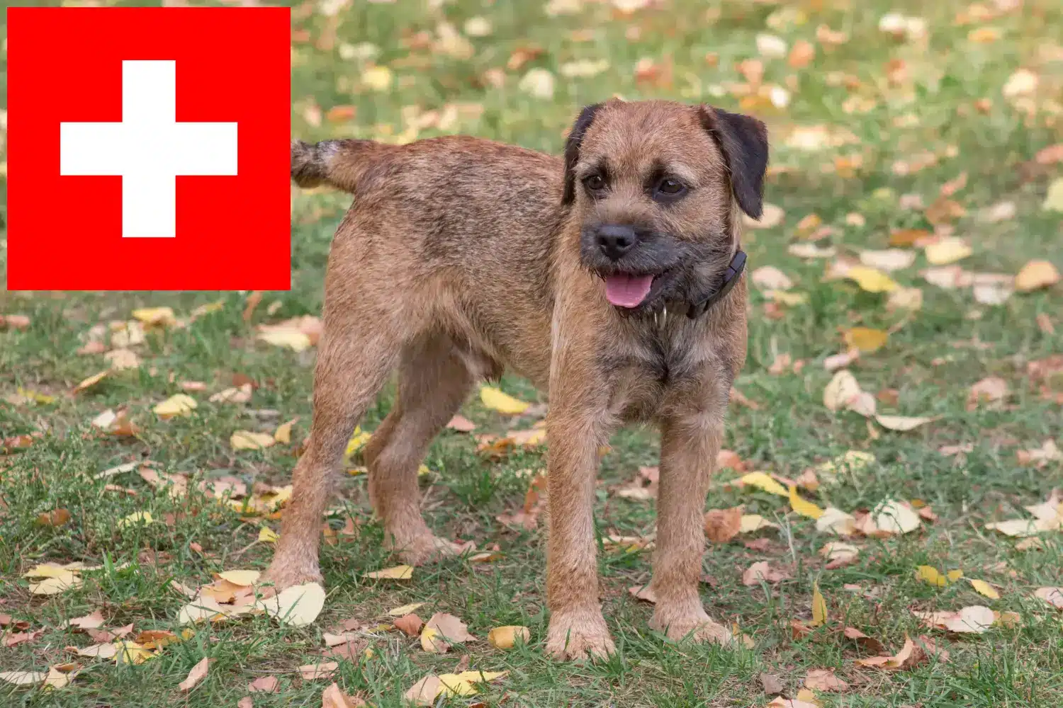 Border Terrier cachorros y criadores Suiza Aquí puede encontrar criadores de Border Terrier en Suiza.