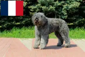 Lee más sobre el artículo Criadores y cachorros de Bouvier des Flandres en Francia