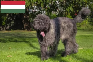 Lee más sobre el artículo Criadores y cachorros de Bouvier des Flandres en Hungría