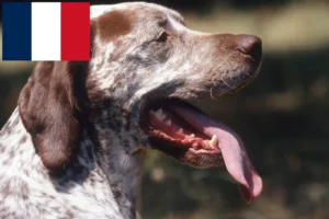 Lee más sobre el artículo Criadores y cachorros de Braque du Bourbonnais en Francia