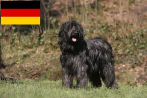 Lee más sobre el artículo Criadores y cachorros de Briard en Alemania