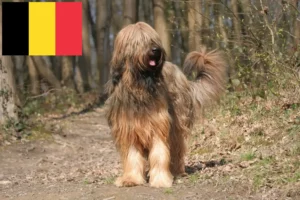 Lee más sobre el artículo Criadores y cachorros de Briard en Bélgica
