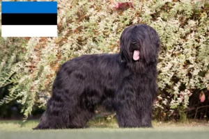 Lee más sobre el artículo Criadores y cachorros de Briard en Estonia