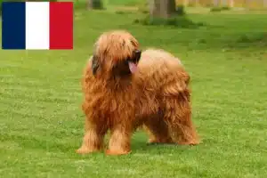 Lee más sobre el artículo Criadores y cachorros de Briard en Francia