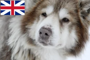 Lee más sobre el artículo Criador de perros esquimales canadienses y cachorros en Gran Bretaña