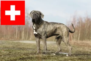 Lee más sobre el artículo Cane Corso Italiano criadores y cachorros en Suiza