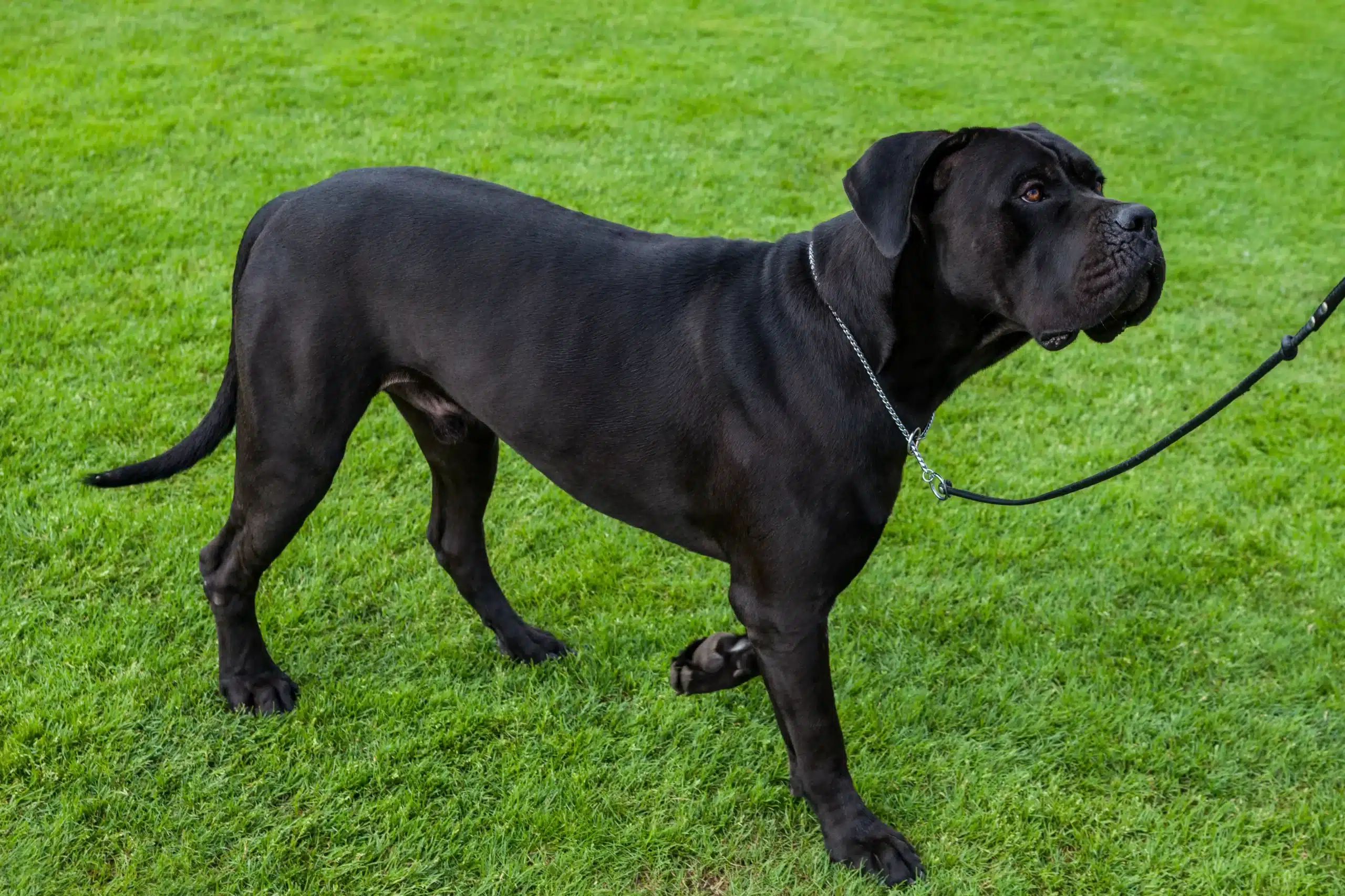 Lee más sobre el artículo Cane Corso Italiano Criador