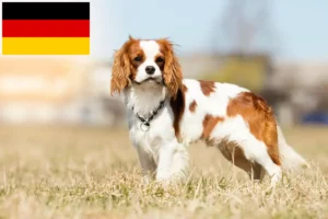 Lee más sobre el artículo Cavalier King Charles Spaniel criadores y cachorros en Alemania