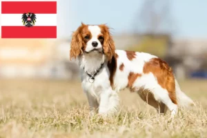 Lee más sobre el artículo Cavalier King Charles Spaniel criadores y cachorros en Austria