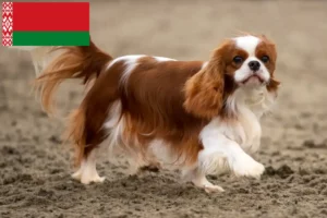 Lee más sobre el artículo Criadores de Cavalier King Charles Spaniel y cachorros en Bielorrusia