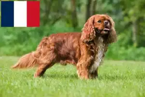 Lee más sobre el artículo Cavalier King Charles Spaniel criadores y cachorros en Francia