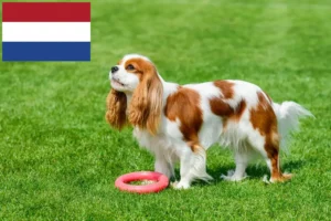 Lee más sobre el artículo Criadores de Cavalier King Charles Spaniel y cachorros en los Países Bajos