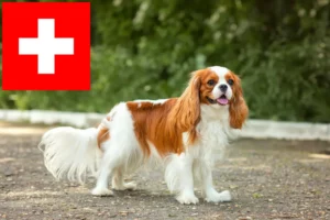 Lee más sobre el artículo Cavalier King Charles Spaniel criadores y cachorros en Suiza