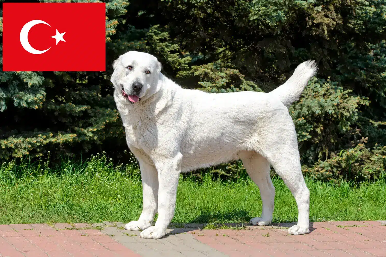 Pastor de Asia Central Cachorros y Criador Turquía Aquí puede encontrar criadores de perros pastor de Asia Central en Turquía.