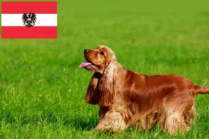Lee más sobre el artículo Criadores de Cocker Spaniel Inglés y cachorros en Austria