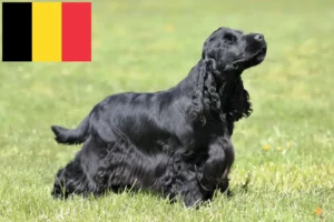 Lee más sobre el artículo Criadores de Cocker Spaniel Inglés y cachorros en Bélgica
