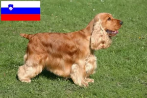 Lee más sobre el artículo Criadores de Cocker Spaniel Inglés y cachorros en Eslovenia