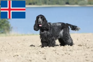 Lee más sobre el artículo Criadores de Cocker Spaniel Inglés y cachorros en Islandia