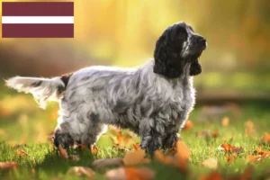 Lee más sobre el artículo Criadores de Cocker Spaniel Inglés y cachorros en Letonia
