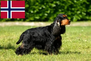 Lee más sobre el artículo Criadores de Cocker Spaniel Inglés y cachorros en Noruega