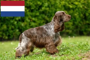 Lee más sobre el artículo Criadores de Cocker Spaniel Inglés y cachorros en los Países Bajos