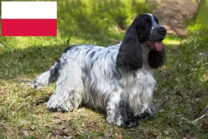 Lee más sobre el artículo Criadores de Cocker Spaniel Inglés y cachorros en Polonia