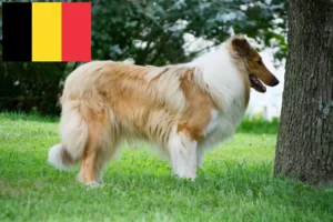 Lee más sobre el artículo Criadores de Collie y cachorros en Bélgica