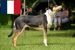Lee más sobre el artículo Criadores de Collie y cachorros en Francia