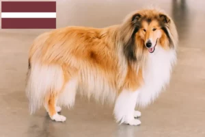 Lee más sobre el artículo Criadores de Collie y cachorros en Letonia