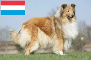 Lee más sobre el artículo Criadores de Collie y cachorros en Luxemburgo