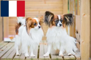 Lee más sobre el artículo Continental Dwarf Spaniel criador y cachorros en Francia