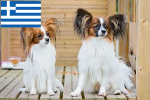 Lee más sobre el artículo Continental Dwarf Spaniel Criador y Cachorros en Grecia